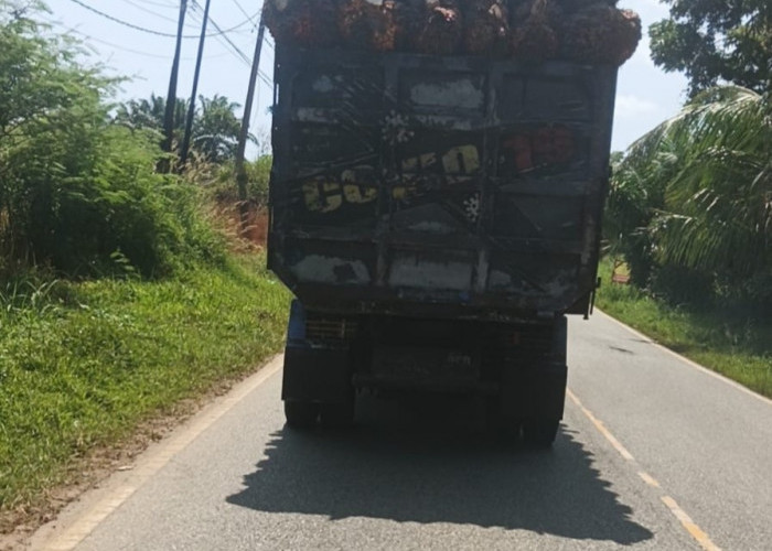 Bahayakan Pengendara Lain, Truk Sawit ODOL Kian Marak di Seluma