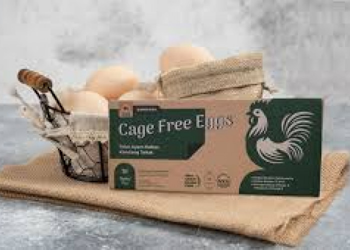   Peluang Bisnis Baru, Permintaan Telur Bebas Sangkar Meningkat