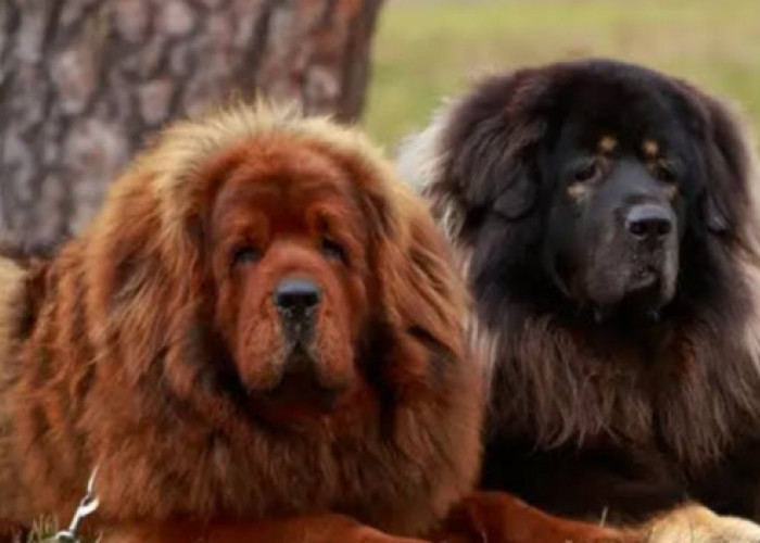 Anjing Anjing Mahal! Tibetan Mastif Harganya Bisa Miliaran