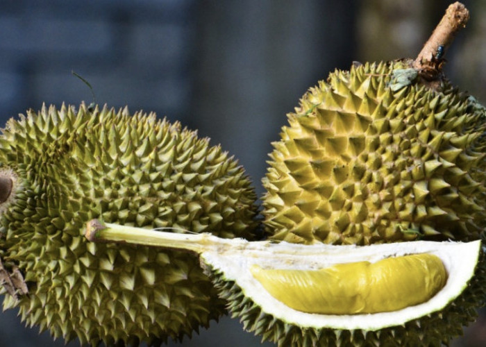 Durian, Buah Raja Memiliki Kelezatan Kontroversial Banyak Manfaatnya Untuk Kesehatan 