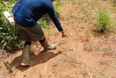 Saat Panen Sawit di Talang Kebun, Petani Temukan Jejak Harimau! Dari Jejak Harimau Besar   