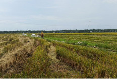 Produktivitas di Sawah Baru Cetak Masih Rendah, Distan Optimistis Meningkat  Musim Tanam Kedua