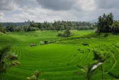 LP2B Capai 87,63% di Momen Peringatan 66 Tahun UUPA