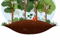 Status Lahan HPT, Apakah Bisa Digarap Petani? Ini Penjelasan Lengkapnya