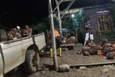 Harga Sawit di Pedalaman Seluma Sudah Tinggal 500/Kg, Petani Tak Panen