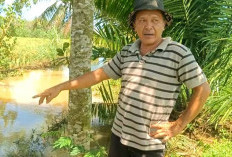 Sendimen Picu Sawah Kerap Banjir, Petani Desa Air Latak Seluma Harapkan Normalisasi Irigasi