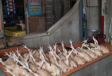 Jelang Akhir Tahun, Harga Ayam Potong dan Telur di Seluma Naik