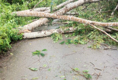 Cuaca Ekstrem Hantui Bengkulu, Akses Jalan dan Listrik di Ulu Talo Seluma Sempat Lumpuh
