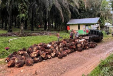 Harga Sawit di Seluma Bertahan Rp 2.500 per Kg, Petani Berharap Tak Turun