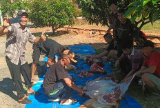 Kurban 8 Hewan, Polres Seluma Salurkan Ratusan Paket Daging