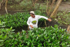 TPS Dorong Restorasi Pesisir Berbasis Pemberdayaan Petani Mangrove di Surabaya