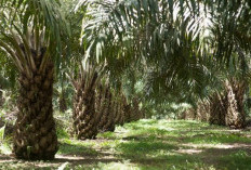 Aturan BPN: Berapa Banyak Lahan Pribadi yang Harus Didaftarkan HGU? Ini Penjelasannya