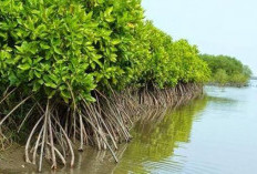 Garap Hutan Bakau Tanpa Izin, Bisa Dilaporkan dan Terancam Sanksi Pidana