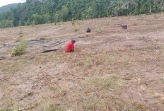   Dampak Banjir di Seluma, Ratusan Hektare Lahan Pertanian  Seluma