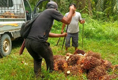 Jelang Natal, Harga Sawit di Kabupaten Seluma Segini Besarannya