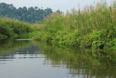 Lahan Cagar Alam Tidak Bisa Disertifikatkan, Ini Penjelasan Resmi BPN