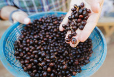 Harga Biji Kopi Terbaru 2026,Update Terkini dan Tren Pasar