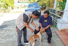  Cegah Rabies,Dinas Pertanian Seluma Gencarkan Vaksinasi HPR