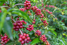 Daftar Biji Kopi Paling Terkenal dan Paling Mahal di Dunia 2026, Ini Alasannya