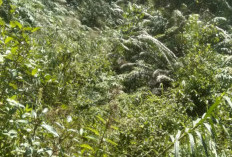 Setelah Indonesia Merdeka 81 Tahun, Warga Batu Ampar Seluma Masih Terisolasi, Jalan dan Jembatan Tertutup Rimb