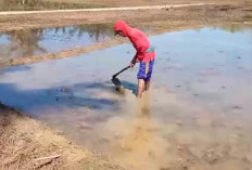 Kelompok Tani Susah Dapat Pupuk Subsidi, Duga Ada Penyimpangan  Penyaluran di Seluma