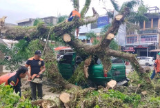  Angin Kencang Pohon Tumbang, Mobil Toyota Kijang Rinsek, BPBD BS bertindak