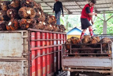Jelang Ramadan 1447 H, Harga Sawit di Seluma Turun, Karet Masih Stagnan