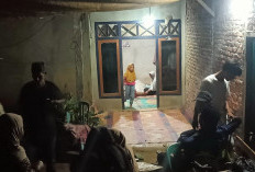   Bujangan Seluma Tewas Tertimpa Pohon Pinang