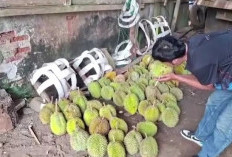 Seluma Banjir Durian, Panen Raya Diprediksi Februari 2027