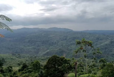 Belajar dari Bencana di Daerah Lain, Ini Alasan Tambang Emas Bukit Sanggul Seluma Perlu Ditolak