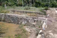  Ketua DPRD Seluma Prihatin, Dua Balai Benih Ikan Seluma Terbengkalai