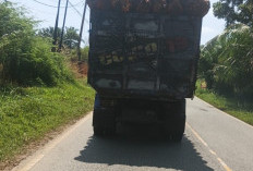 Bahayakan Pengendara Lain, Truk Sawit ODOL Kian Marak di Seluma