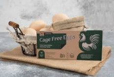   Peluang Bisnis Baru, Permintaan Telur Bebas Sangkar Meningkat